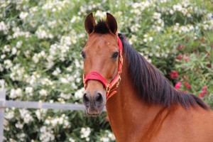 10661986_10204195312911114_551322857666044589_o