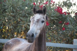 11845225_10204574258344513_3828501250694925901_o