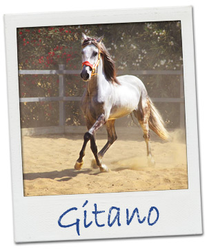Gitano-Polaroid