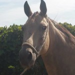 Lusitano Cruzado Stute in Not kaufen - Aktion Gremlin