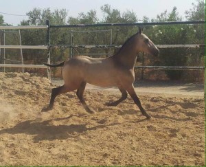 Aktion Gremlin Lusitano in Not