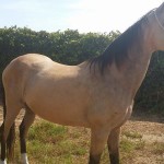 Lusitano Cruzado Stute in Not kaufen - Aktion Gremlin