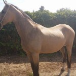 Lusitano Cruzado Stute in Not kaufen - Aktion Gremlin