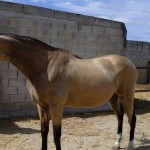 Lusitano Cruzado Stute in Not kaufen - Aktion Gremlin