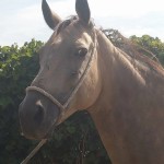 Lusitano Cruzado Stute in Not kaufen - Aktion Gremlin