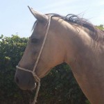 Lusitano Cruzado Stute in Not kaufen - Aktion Gremlin