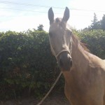 Lusitano Cruzado Stute in Not kaufen - Aktion Gremlin