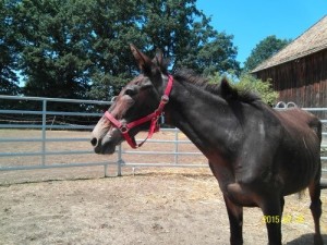 11811483_868913929823018_7258297120808322244_n