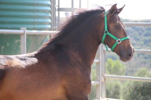 Aktion Gremlin Pferde in Not kaufen