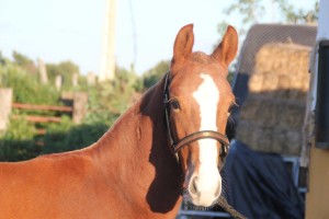 11082278_10203784699006023_2887943749265087031_o