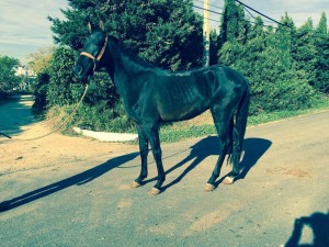 12301707_10205177672709495_8772240346383570747_n