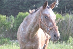 10257771_10205409888114735_2085496890257447347_o