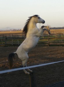 Sevilla - Aus Gremlins werden Traumpferde