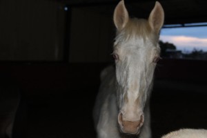 12484774_10205414558111482_489758434533170905_o