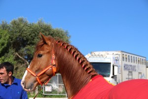 12747866_10205620743025976_405865272634964758_o