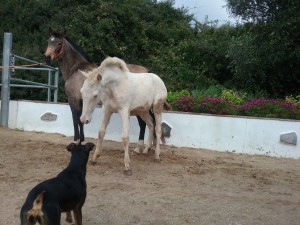 12778852_10205666287484559_1076798677577048710_o