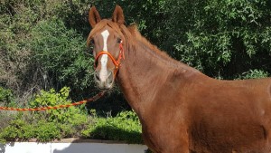 15016309_10207467260147750_8361643543381606039_o