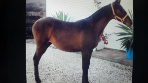 15025681_10207469398521208_2031177124280150354_o