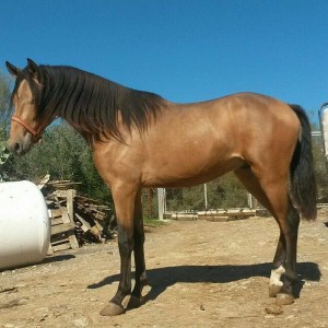 15027712_10207437104873887_7045295887321112801_n