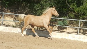 15194312_10207535375610594_1254323244501202774_o