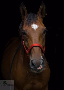 19576023_1881613778771682_1952310119_n