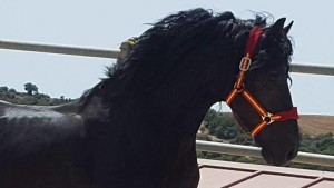 22365369_10210092768583820_1304872834785541804_n