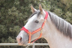 APACHE, Knabbi-Lusier, 2.5, Aktion Gremlin, 25.11.17