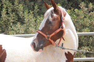 23905282_10210397594284272_2216814621396137739_n