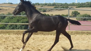 24231863_10210419529552640_2950985045161967885_n