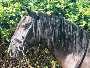 36526483_10211924429174190_3341964342789668864_n