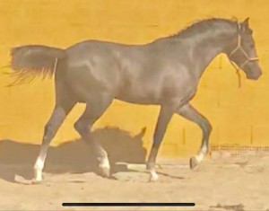 41822455_10212388240649187_345180117783281664_n