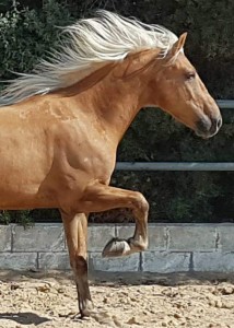 42294064_2090632584584798_6918249027368648704_n