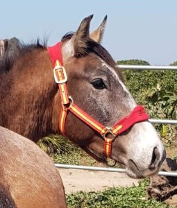 54435300_10213501489319708_6855547852081332224_n