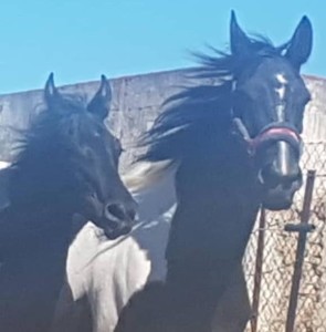 64818599_10214130048353291_1999462736924246016_n