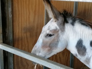 WhatsApp Image 2019-08-09 at 16.07.26(1)