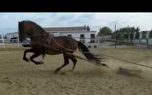 Bandolero bei der täglichen Arbeit