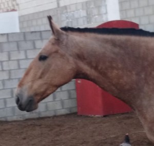 Lusitano Falb Lady
