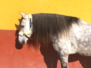 Califa 1