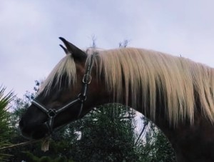 Elvis