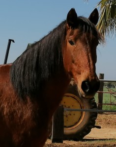 Zambra 1