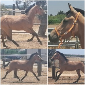 PLATANERO