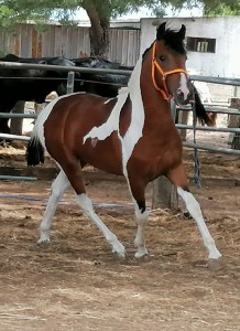 CHARRO