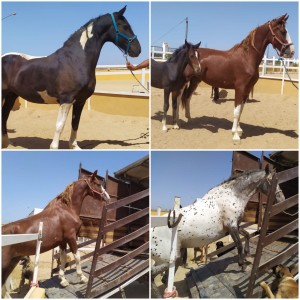Finca Barroco Zucht