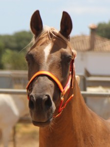 Perla