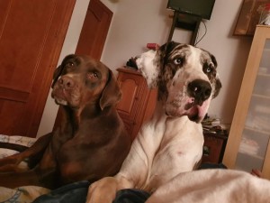 Schoko und Taila 1