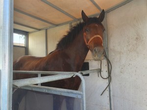 Gitana 1