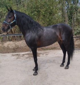 Barocker Lusitano 1
