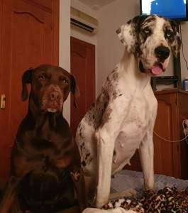 Schocko und Taila