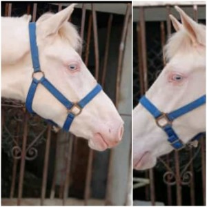 Lusitano