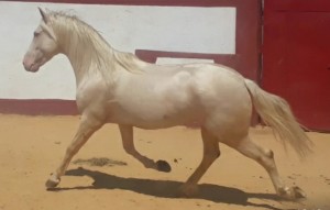 Polo 1